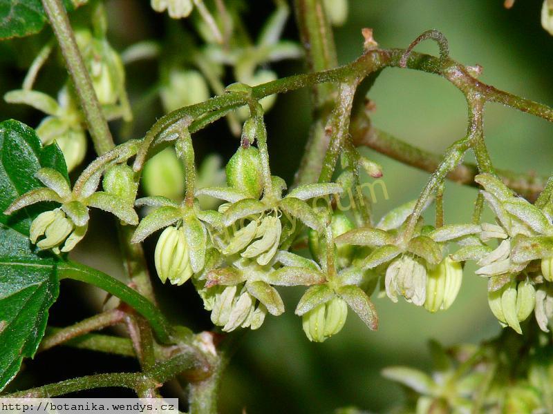 Chmel šištice řezané
